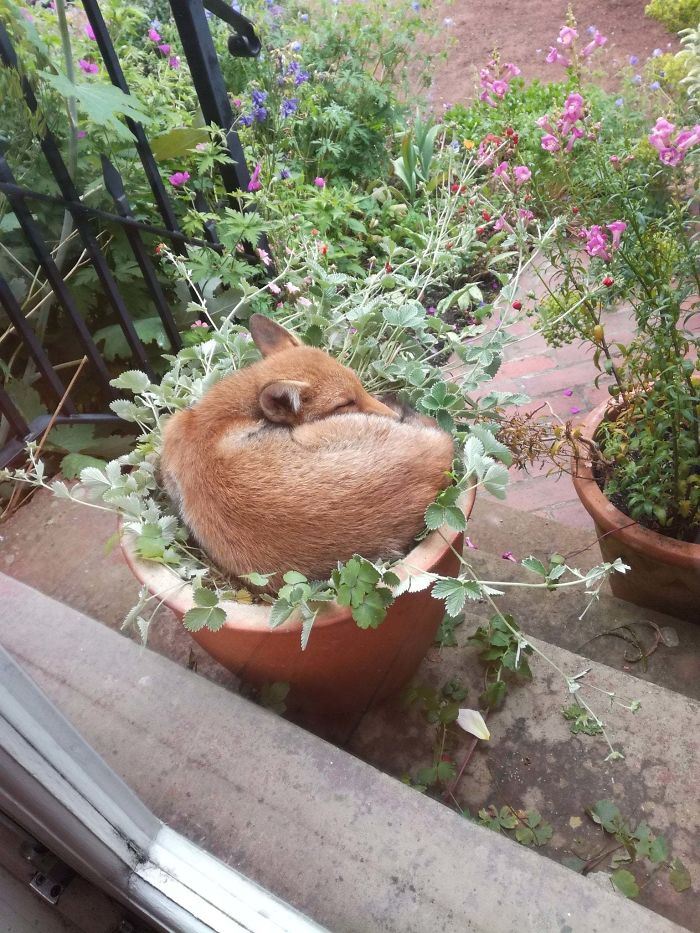 adorable fox pictures sleeping on planter