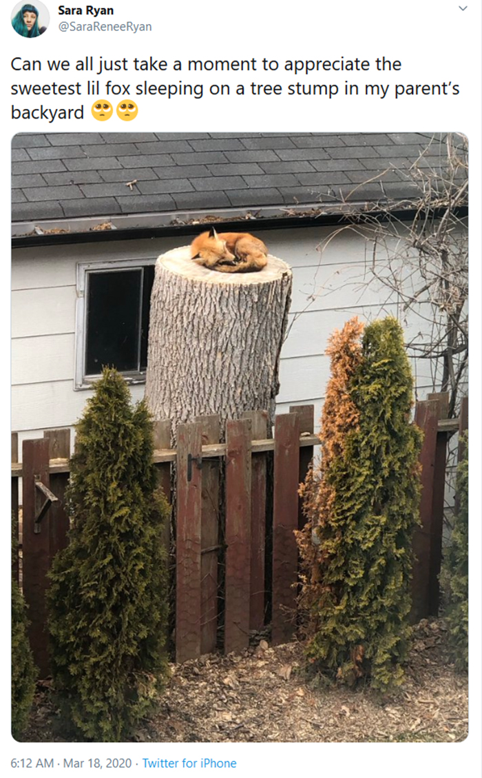 adorable fox pictures sleeping on tree stump