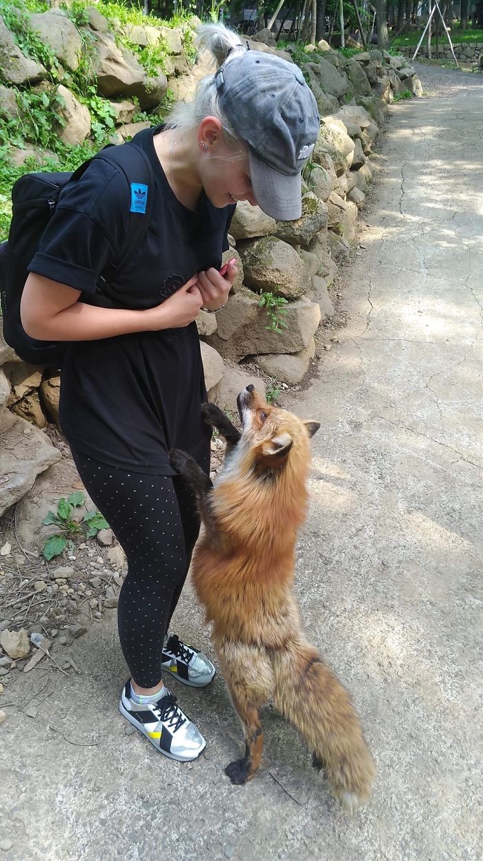 adorable fox pictures zao fox village japan