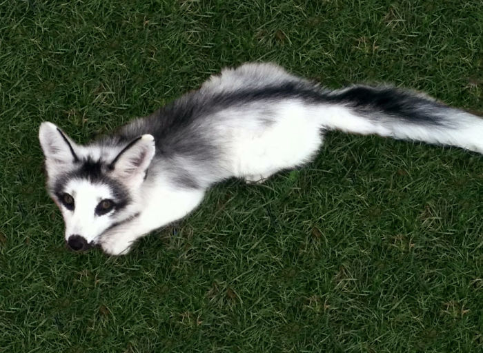 adorable marble wildfox