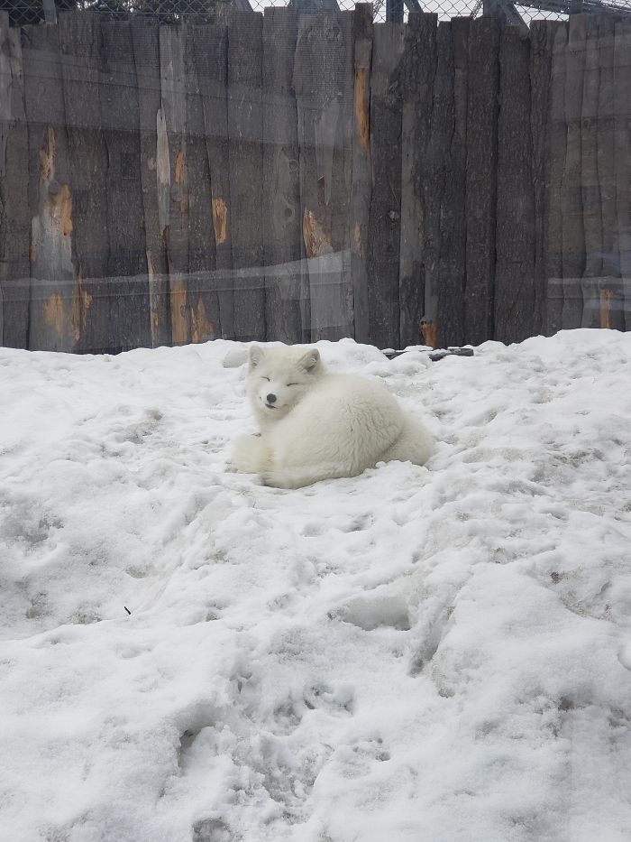 arctic fox smiling