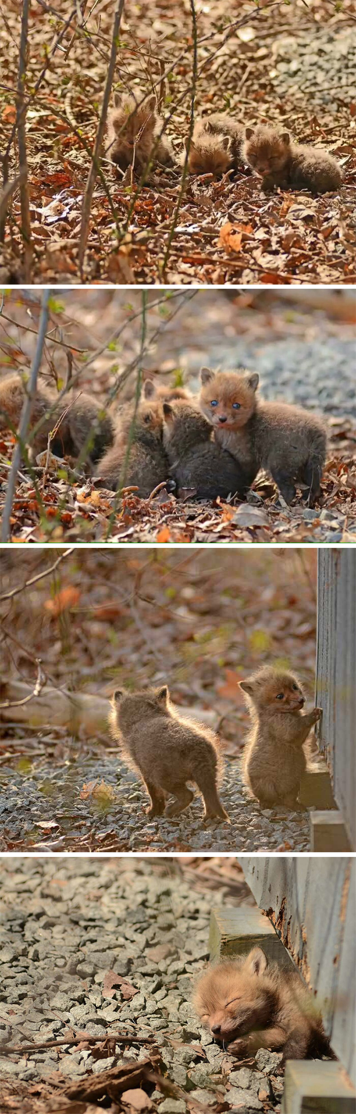 baby foxes found in the backyard