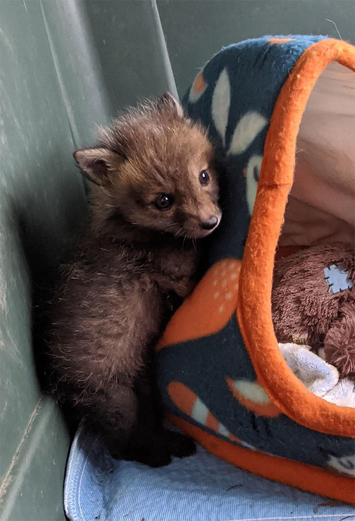 baby redfox came in for rehab