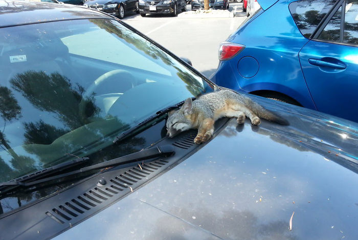 baby wildfox sleeping on car hood