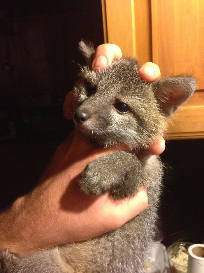 babysitting a baby greyfox