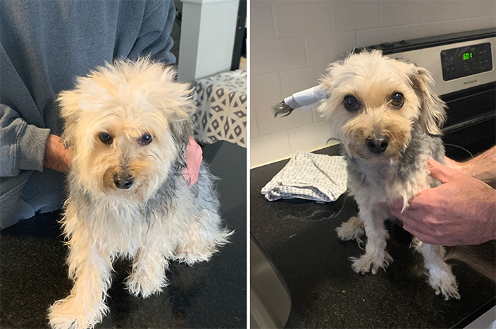 before and after funny dog haircuts