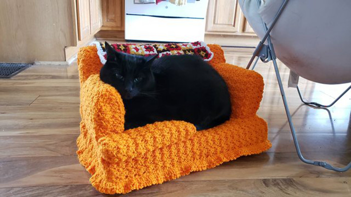 black cat sitting on orange cat couch