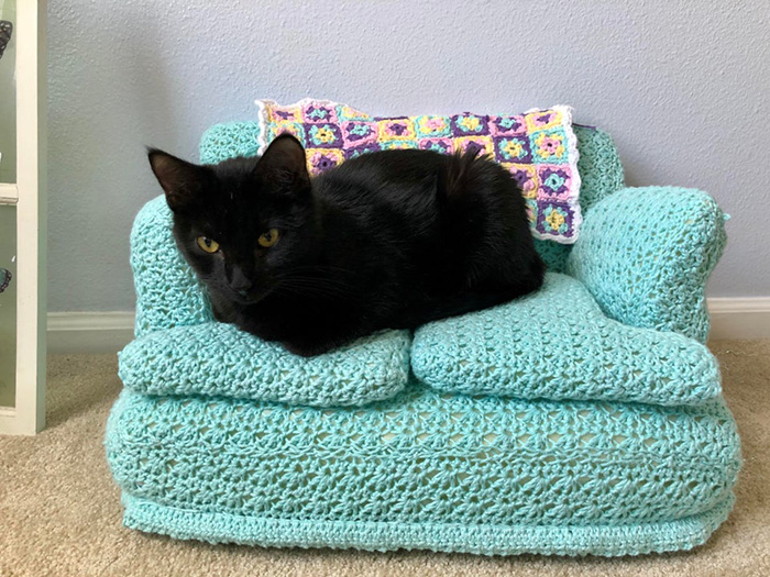 black cat sitting on teal cat couch