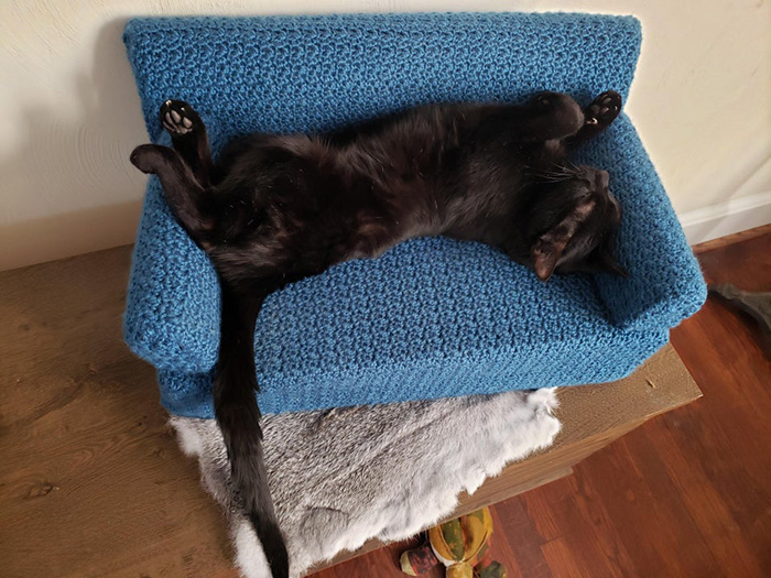 black cat sleeping on blue cat couch