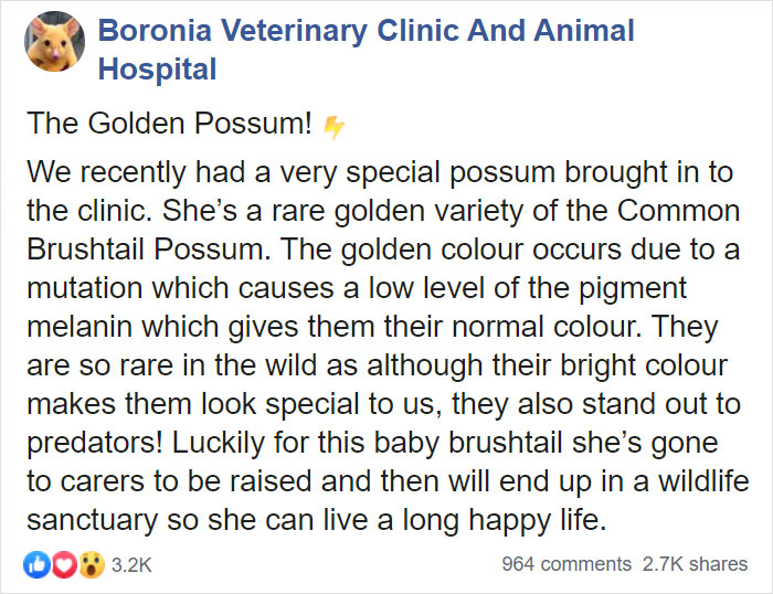boronia veterinary clinic and hospital pikachu post