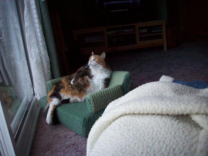 brown-black kitty sitting on green mini crocheted sofa