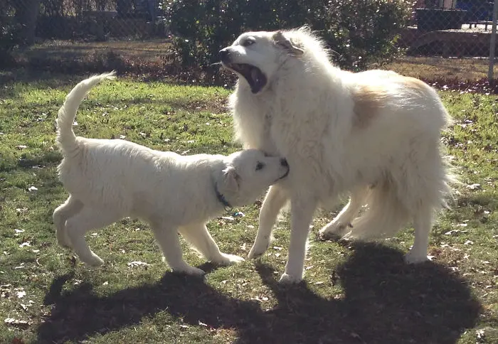 canines sibling rivalry