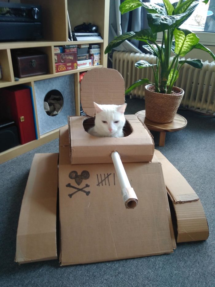 cardboard tanks for cats