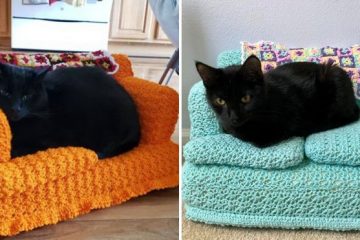 cat couches