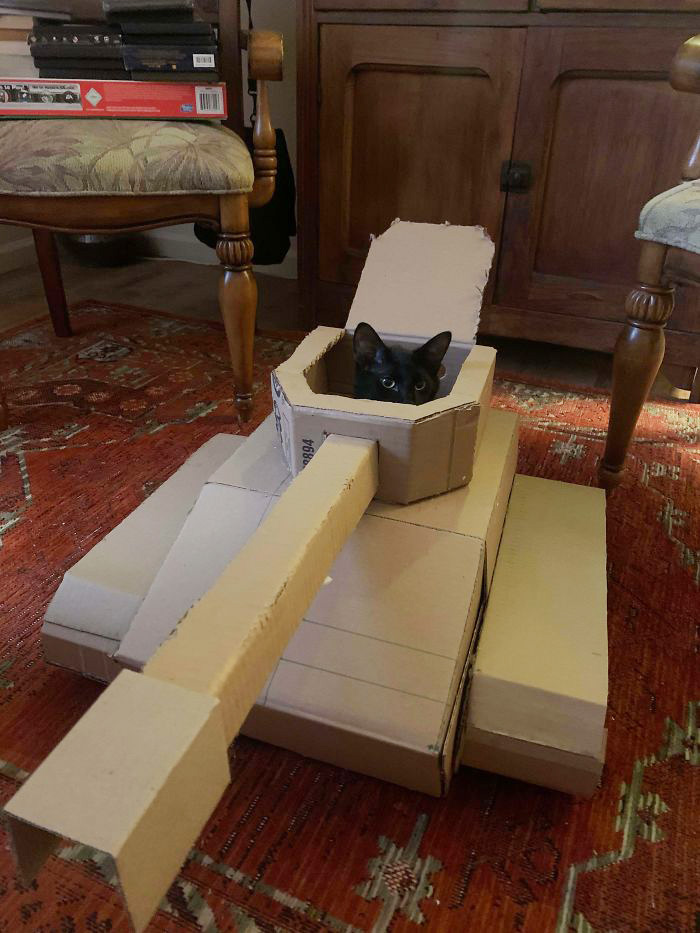 cat in cardboard tanks