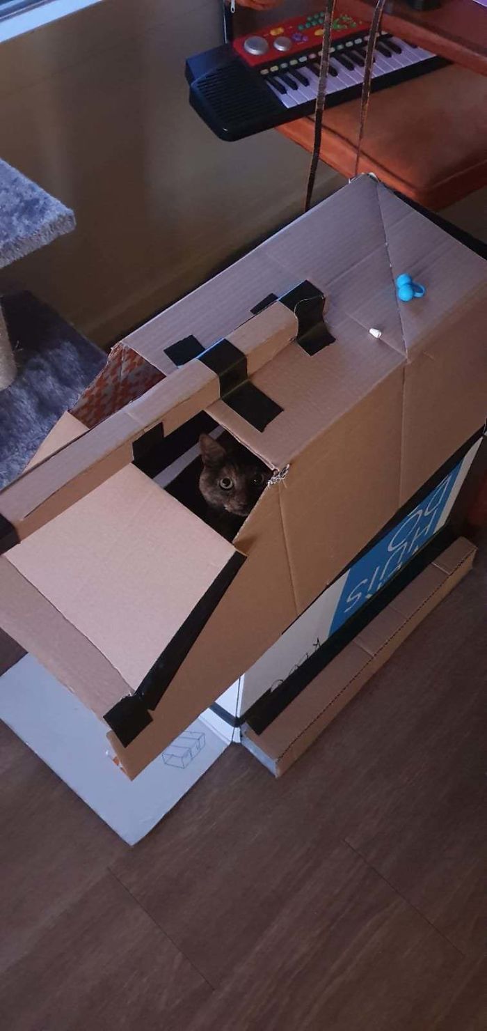 cat inside military vessel made from boxes