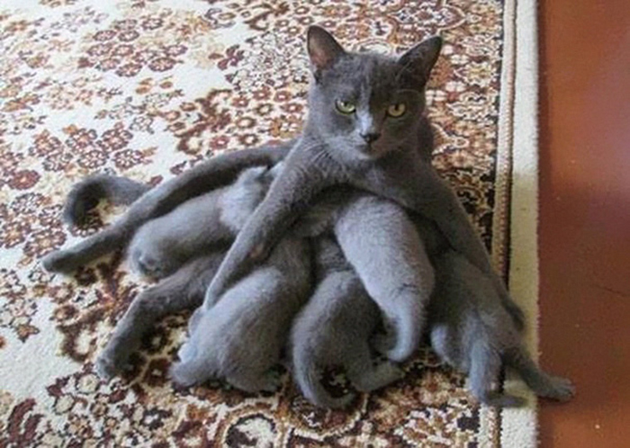 cat mom looks tired breastfeeding