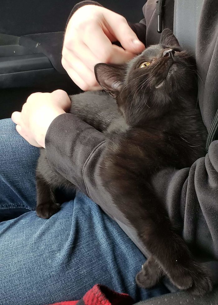 cat purring the entire ride home