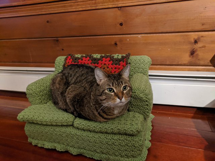 cat sitting on green cat couch