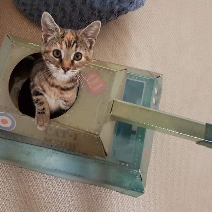 cat toy military vehicle