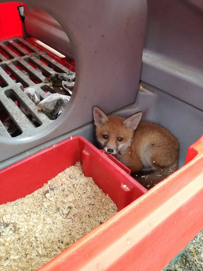 cub falls asleep in chicken pen