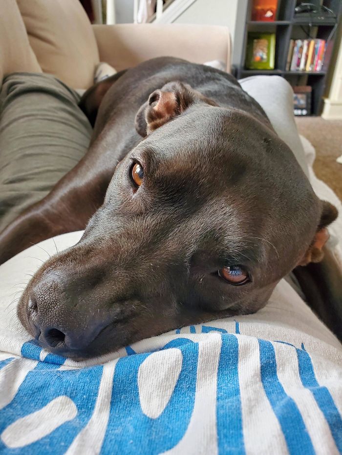 dog comforts her exhausted owner