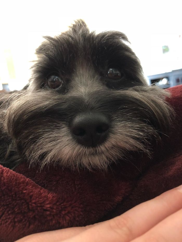 dog lays on chest and stares