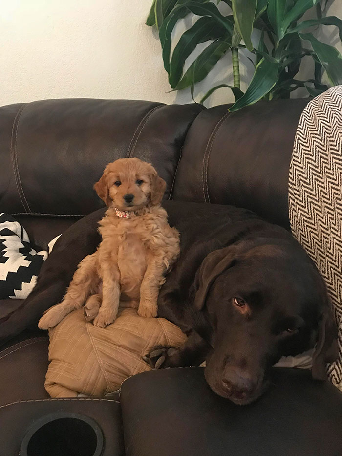 doggo annoyed at little sister