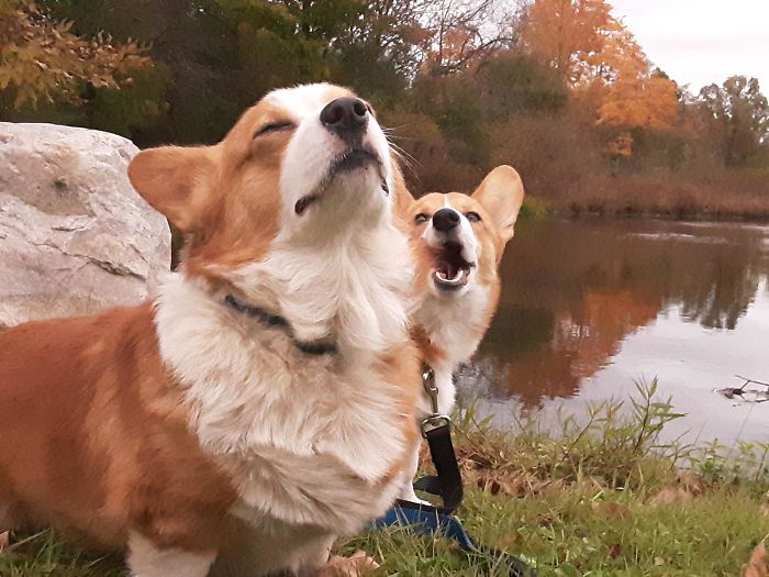 doggo bothered by noisy little brother