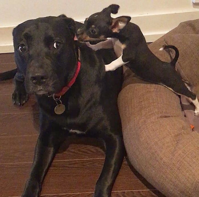 doggo confused about little foster sister