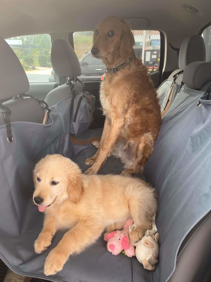 doggo face with new puppy in the car