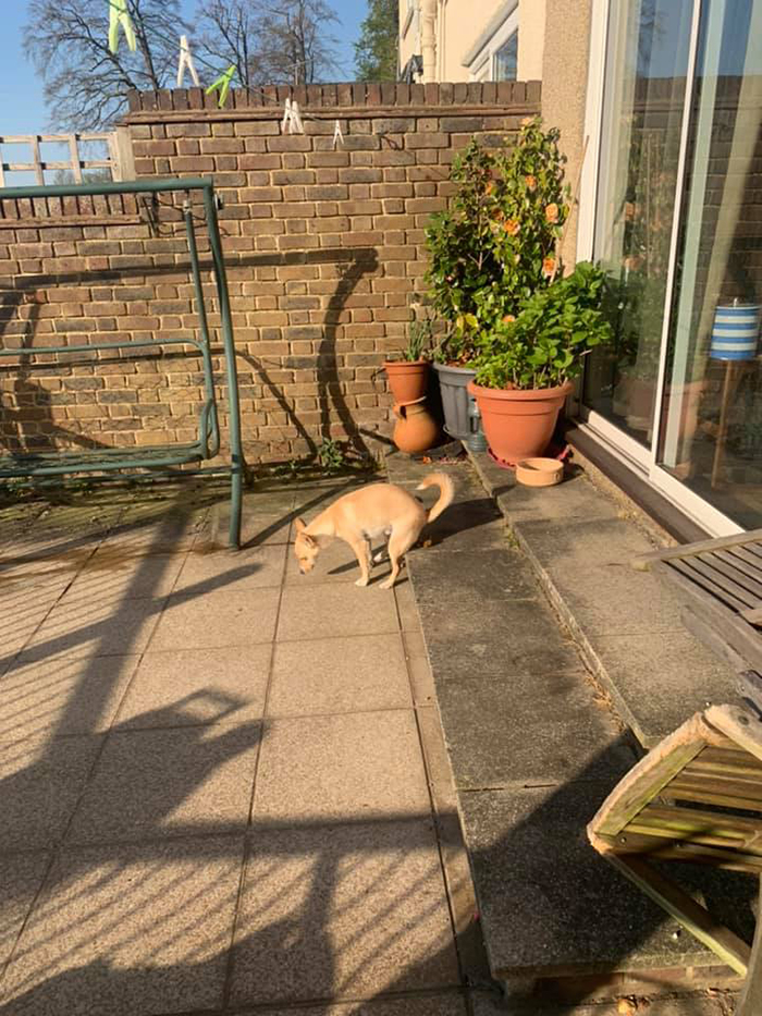 doggo likes to poop on the porch