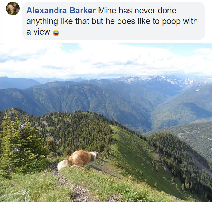 doggo likes to poop with a view