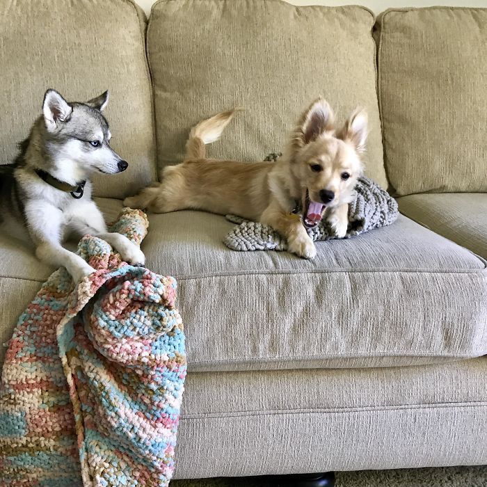 doggo not amused with the new pup