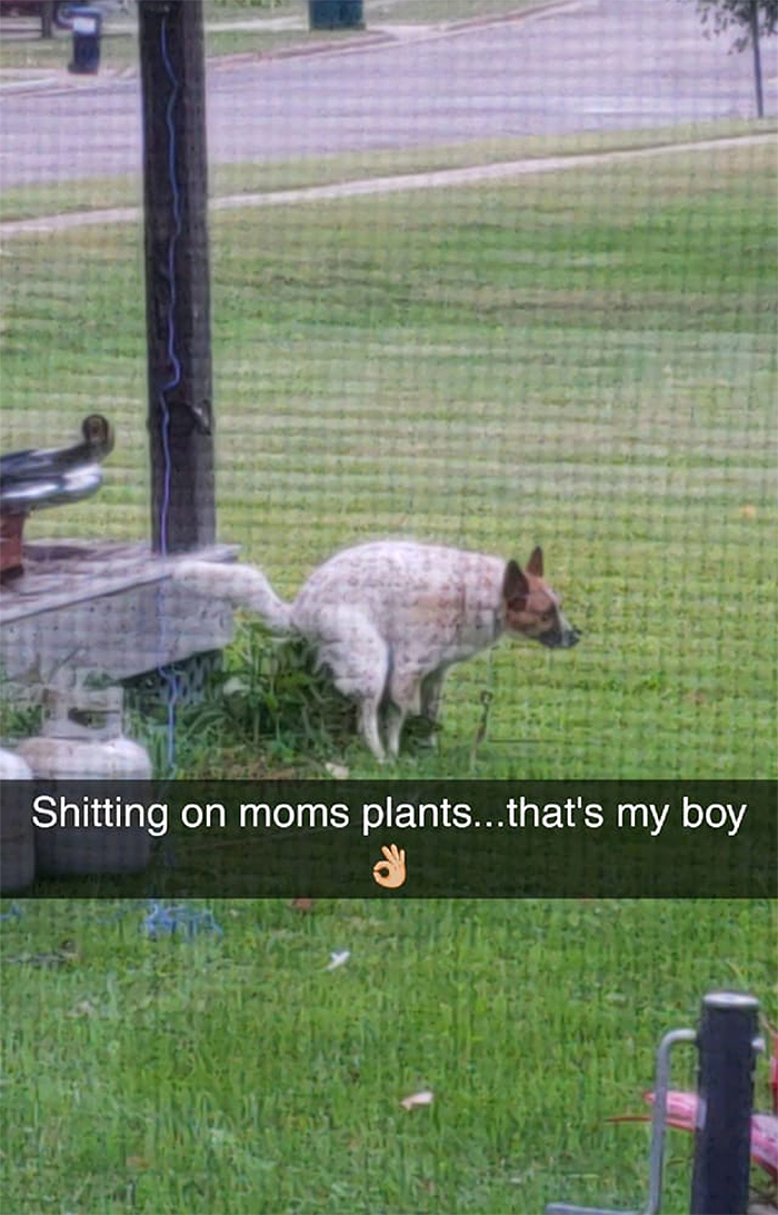 doggo pooping on plants