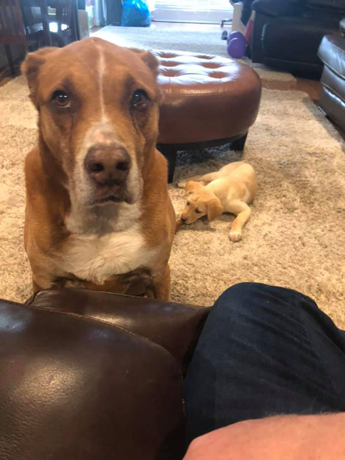 doggo unhappy with new puppy