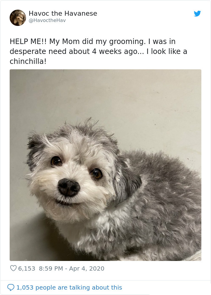 doggy looks like chinchilla after grooming