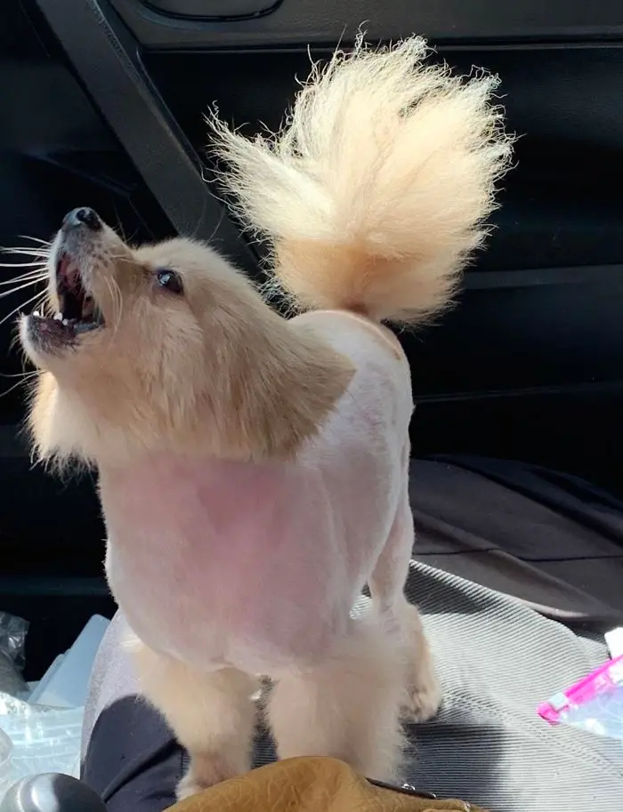 doggy pissed about new hairstyle