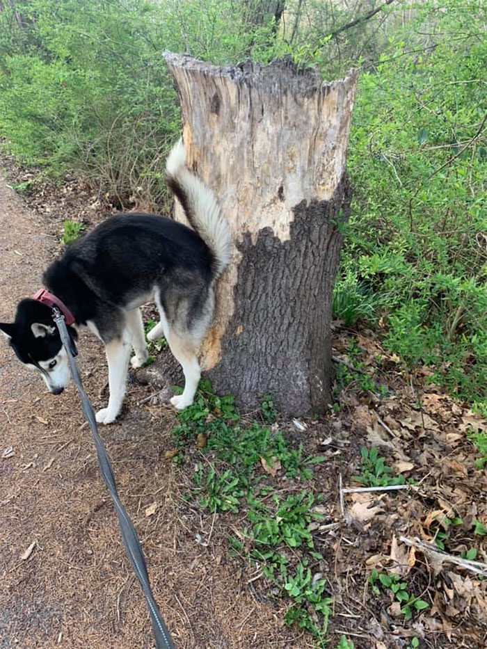 doggy pooping butt on a tree