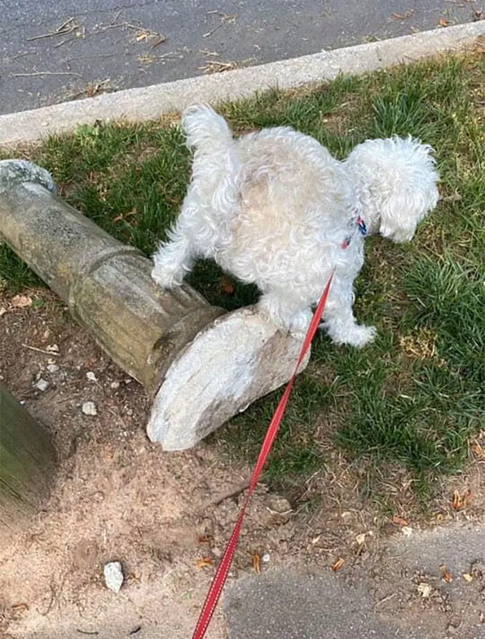 doggy pooping butt up