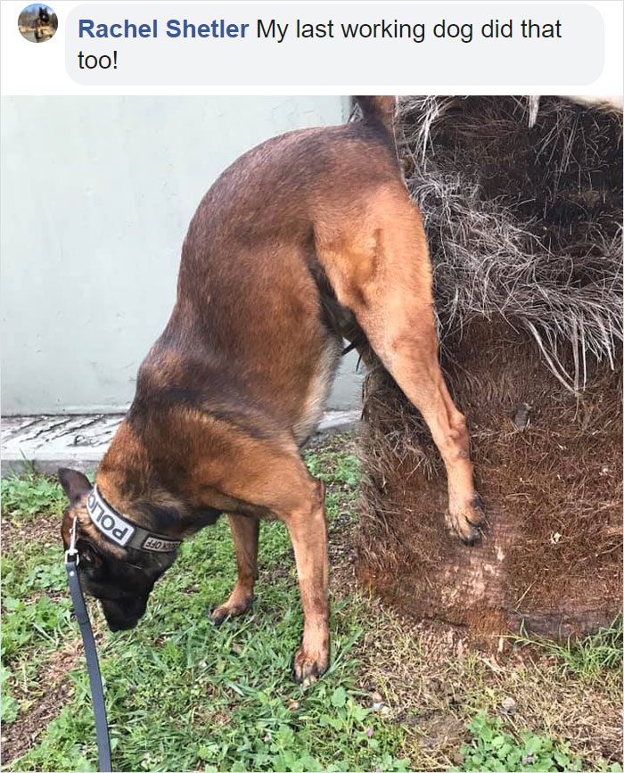 doggy pooping elevated butt