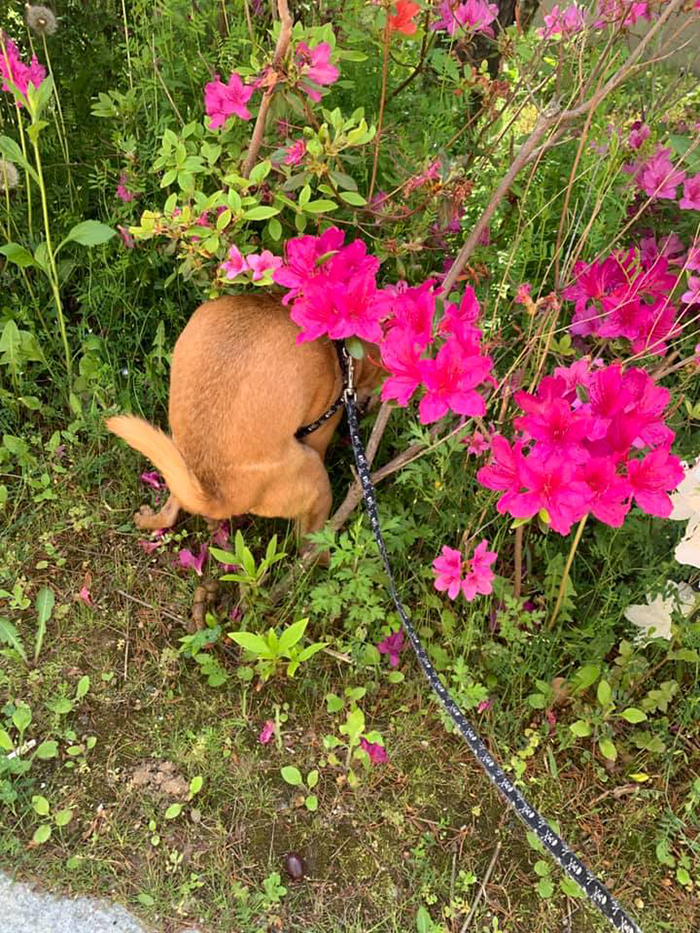 doggy pooping hiding in the flowers