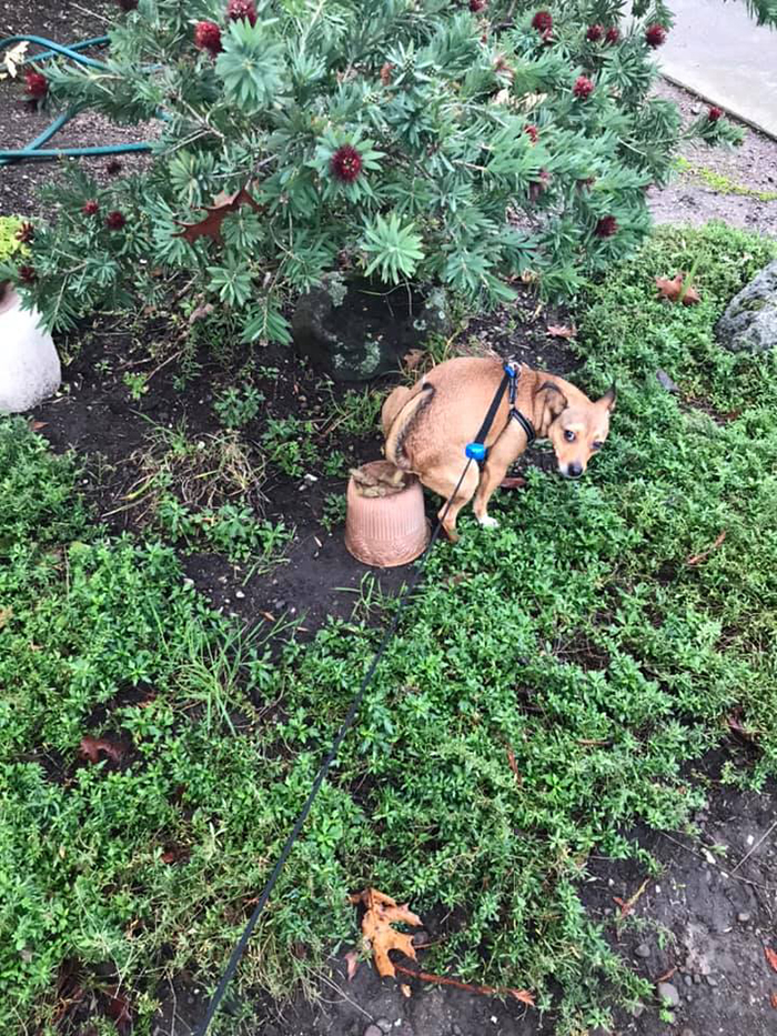 doggy pooping on a pot