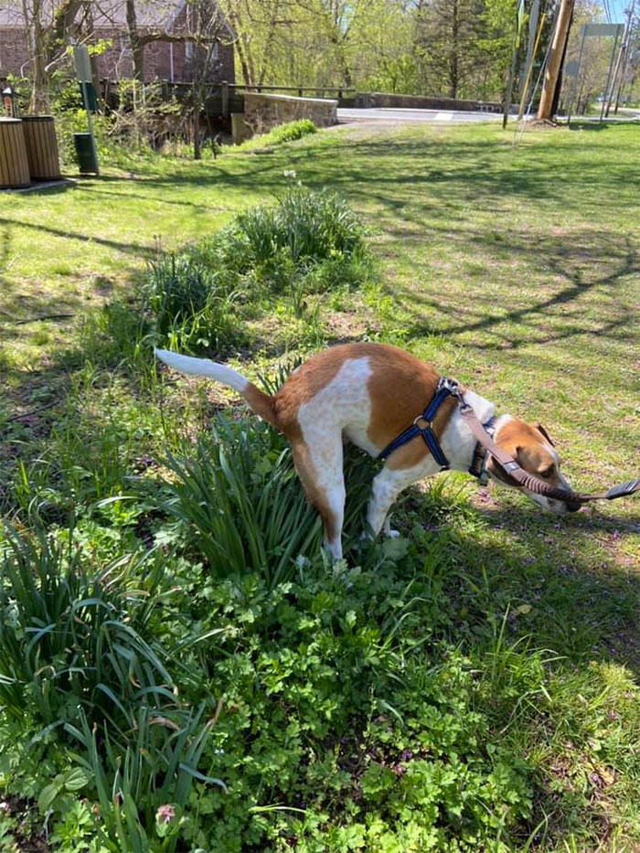 doggy pooping on plants