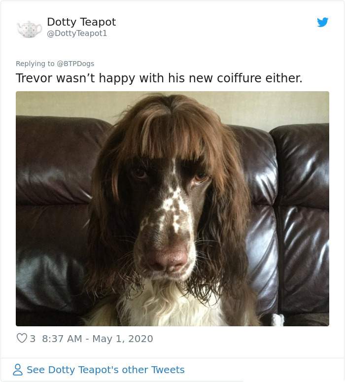 doggy with bangs look unhappy