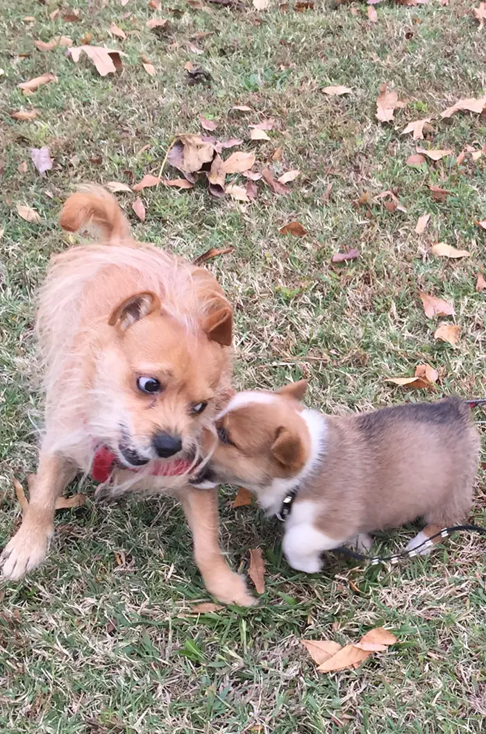 dogs annoyed by their playful younger siblings