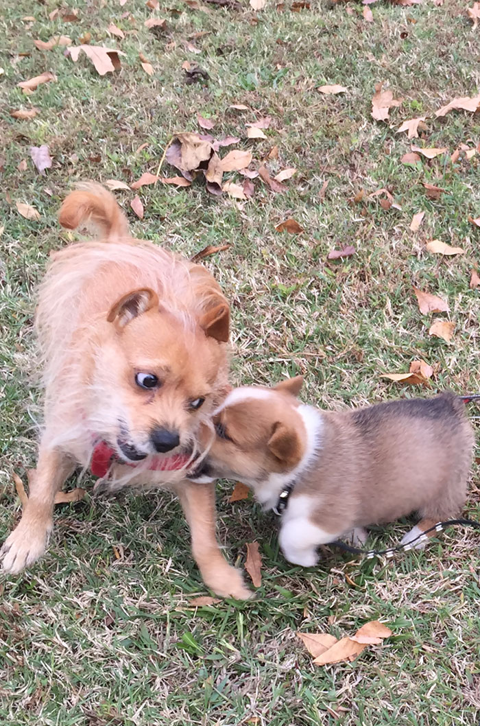 dogs annoyed by their playful younger siblings