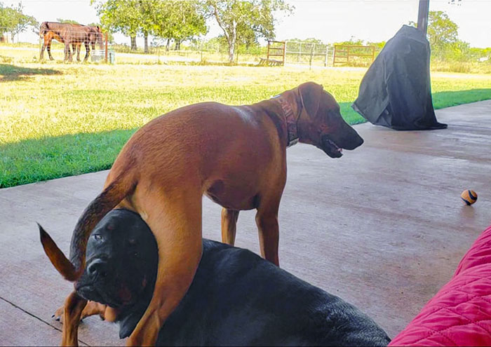 dogs annoyed reaction with younger sibling