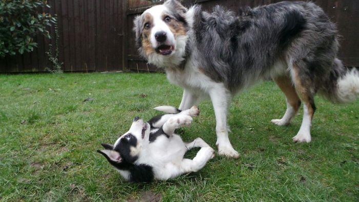 dogs bullying their younger siblings