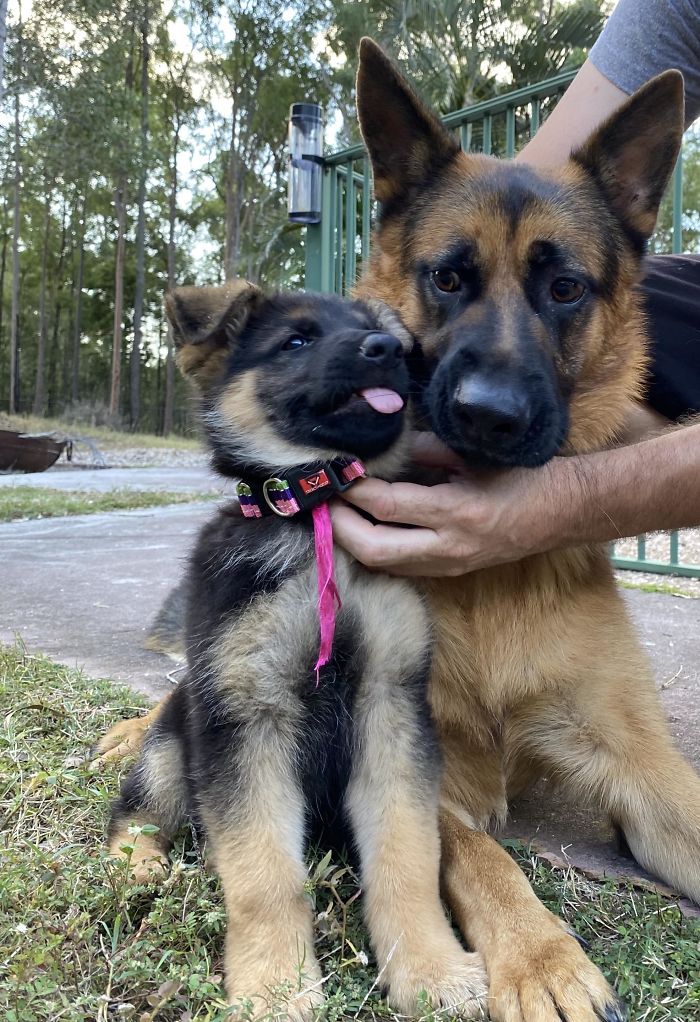 dogs confused reaction with having younger sibling